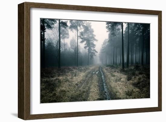 Forest Dawn-David Baker-Framed Photographic Print