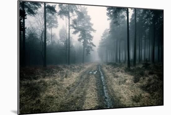 Forest Dawn-David Baker-Mounted Photographic Print