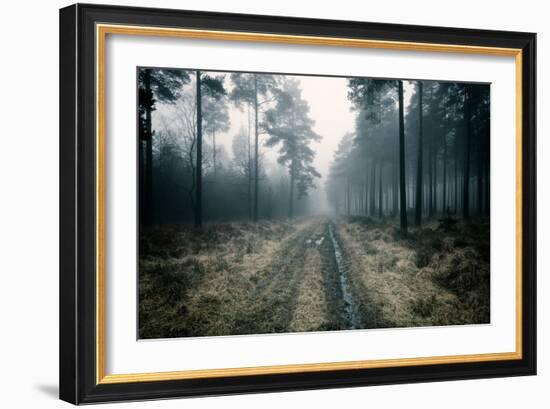 Forest Dawn-David Baker-Framed Photographic Print