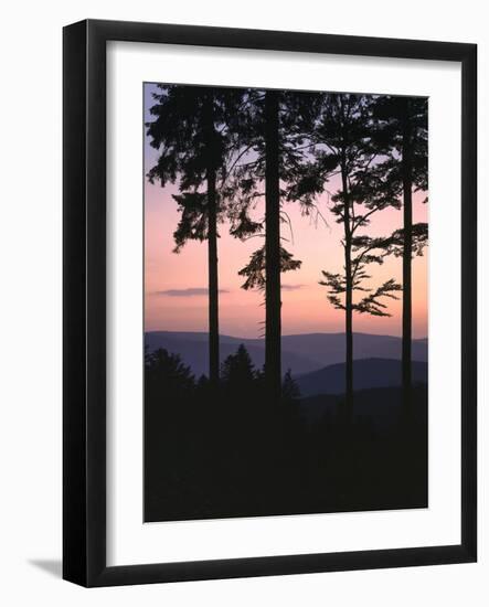 Forest, Deciduous Trees, Trunk, Rotten-Thonig-Framed Photographic Print