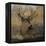 Forest Deer-Carol Robinson-Framed Stretched Canvas