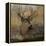 Forest Deer-Carol Robinson-Framed Stretched Canvas