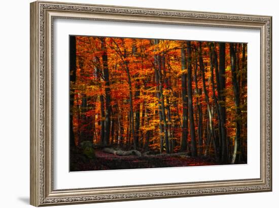 Forest Density-Philippe Sainte-Laudy-Framed Photographic Print