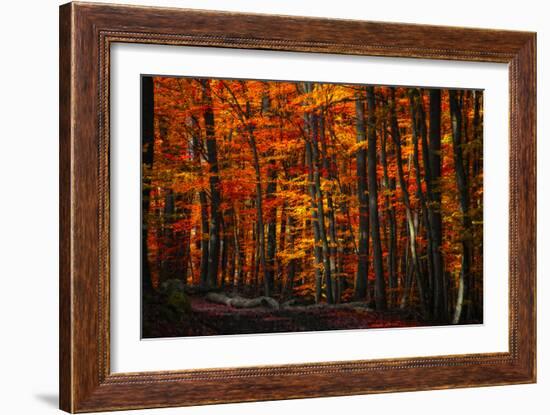 Forest Density-Philippe Sainte-Laudy-Framed Photographic Print