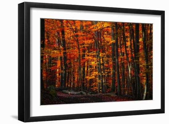 Forest Density-Philippe Sainte-Laudy-Framed Photographic Print