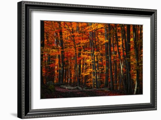 Forest Density-Philippe Sainte-Laudy-Framed Photographic Print