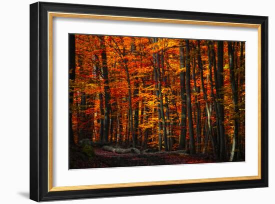 Forest Density-Philippe Sainte-Laudy-Framed Photographic Print