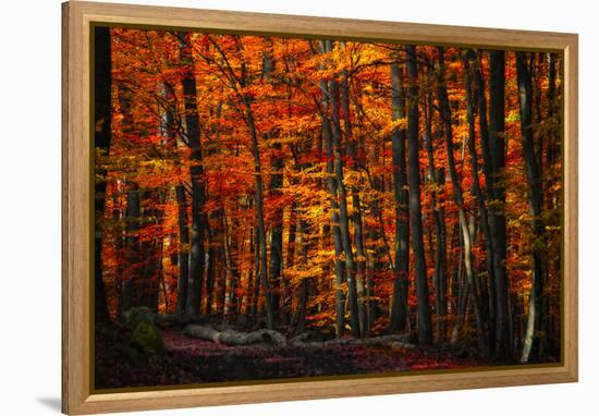 Forest Density-Philippe Sainte-Laudy-Framed Premier Image Canvas