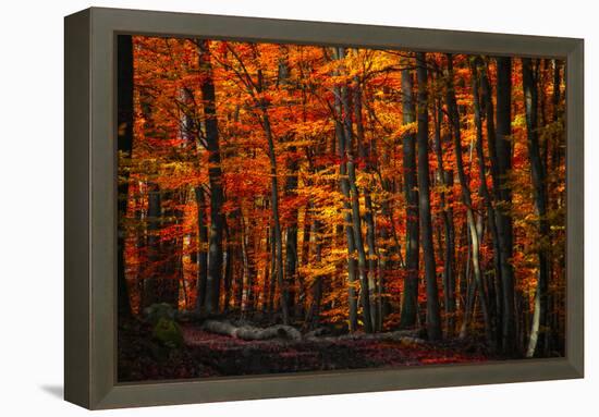 Forest Density-Philippe Sainte-Laudy-Framed Premier Image Canvas