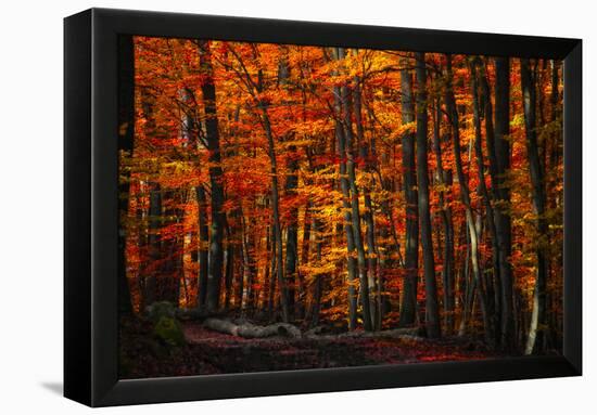 Forest Density-Philippe Sainte-Laudy-Framed Premier Image Canvas