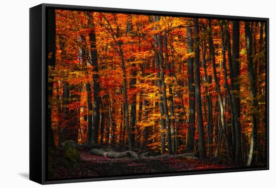 Forest Density-Philippe Sainte-Laudy-Framed Premier Image Canvas