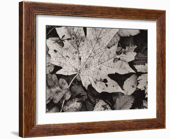 Forest Detail-Brett Aniballi-Framed Art Print