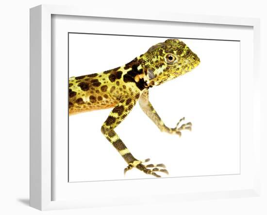 Forest Dragon (Plica Plica) Kaw Mountains, French Guiana. Meetyourneighbours.Net Project-Jp Lawrence-Framed Photographic Print