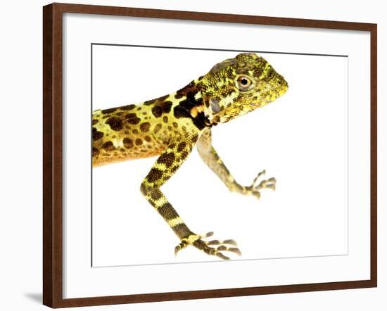 Forest Dragon (Plica Plica) Kaw Mountains, French Guiana. Meetyourneighbours.Net Project-Jp Lawrence-Framed Photographic Print
