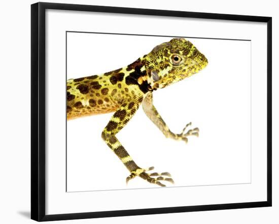 Forest Dragon (Plica Plica) Kaw Mountains, French Guiana. Meetyourneighbours.Net Project-Jp Lawrence-Framed Photographic Print