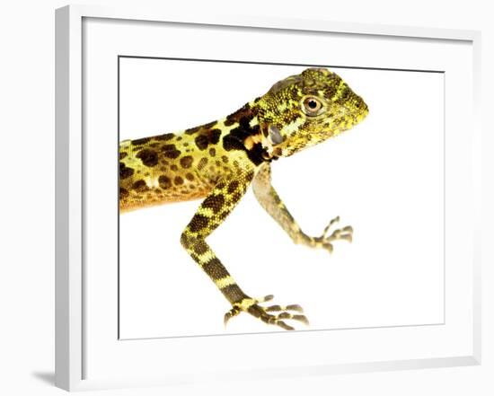 Forest Dragon (Plica Plica) Kaw Mountains, French Guiana. Meetyourneighbours.Net Project-Jp Lawrence-Framed Photographic Print