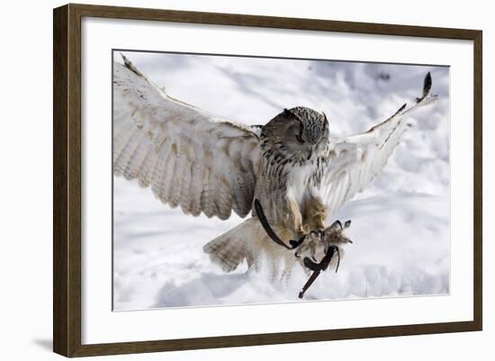 Forest, Eagle-Owl, Bubo Bubo, Flight, Snow, Landing, Winters, Series, Wilderness, Wildlife-Ronald Wittek-Framed Photographic Print