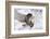 Forest, Eagle-Owl, Bubo Bubo, Flight, Snow, Landing, Winters, Series, Wilderness, Wildlife-Ronald Wittek-Framed Photographic Print