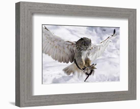 Forest, Eagle-Owl, Bubo Bubo, Flight, Snow, Landing, Winters, Series, Wilderness, Wildlife-Ronald Wittek-Framed Photographic Print