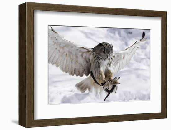 Forest, Eagle-Owl, Bubo Bubo, Flight, Snow, Landing, Winters, Series, Wilderness, Wildlife-Ronald Wittek-Framed Photographic Print