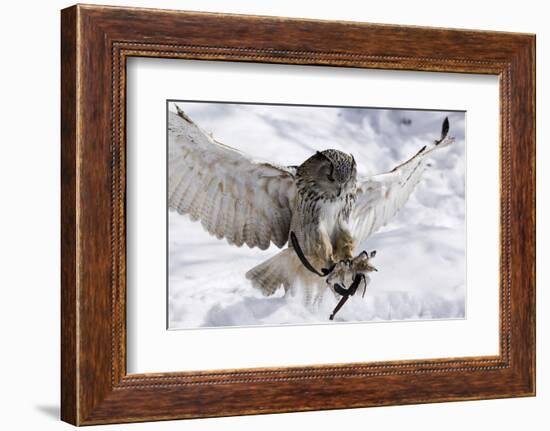 Forest, Eagle-Owl, Bubo Bubo, Flight, Snow, Landing, Winters, Series, Wilderness, Wildlife-Ronald Wittek-Framed Photographic Print