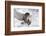 Forest, Eagle-Owl, Bubo Bubo, Flight, Snow, Landing, Winters, Series, Wilderness, Wildlife-Ronald Wittek-Framed Photographic Print