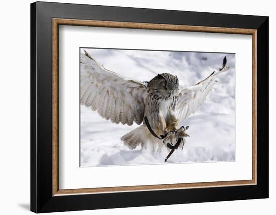 Forest, Eagle-Owl, Bubo Bubo, Flight, Snow, Landing, Winters, Series, Wilderness, Wildlife-Ronald Wittek-Framed Photographic Print