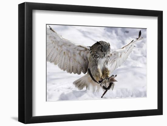 Forest, Eagle-Owl, Bubo Bubo, Flight, Snow, Landing, Winters, Series, Wilderness, Wildlife-Ronald Wittek-Framed Photographic Print