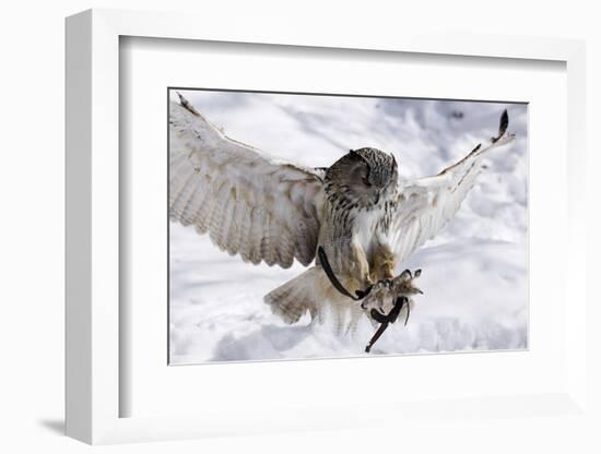 Forest, Eagle-Owl, Bubo Bubo, Flight, Snow, Landing, Winters, Series, Wilderness, Wildlife-Ronald Wittek-Framed Photographic Print