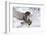 Forest, Eagle-Owl, Bubo Bubo, Flight, Snow, Landing, Winters, Series, Wilderness, Wildlife-Ronald Wittek-Framed Photographic Print