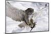 Forest, Eagle-Owl, Bubo Bubo, Flight, Snow, Landing, Winters, Series, Wilderness, Wildlife-Ronald Wittek-Mounted Photographic Print