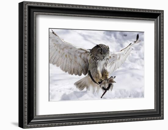 Forest, Eagle-Owl, Bubo Bubo, Flight, Snow, Landing, Winters, Series, Wilderness, Wildlife-Ronald Wittek-Framed Photographic Print