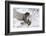 Forest, Eagle-Owl, Bubo Bubo, Flight, Snow, Landing, Winters, Series, Wilderness, Wildlife-Ronald Wittek-Framed Photographic Print