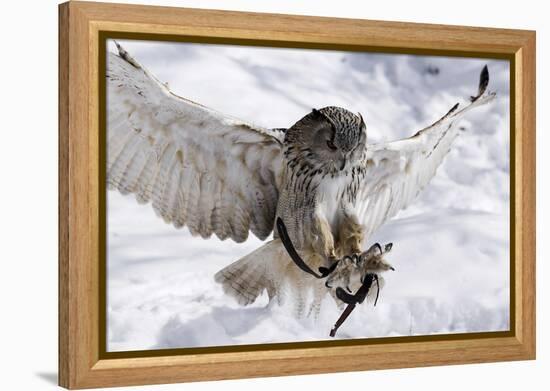 Forest, Eagle-Owl, Bubo Bubo, Flight, Snow, Landing, Winters, Series, Wilderness, Wildlife-Ronald Wittek-Framed Premier Image Canvas