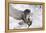Forest, Eagle-Owl, Bubo Bubo, Flight, Snow, Landing, Winters, Series, Wilderness, Wildlife-Ronald Wittek-Framed Premier Image Canvas
