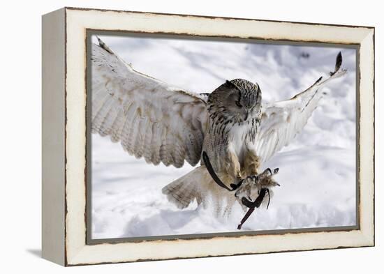 Forest, Eagle-Owl, Bubo Bubo, Flight, Snow, Landing, Winters, Series, Wilderness, Wildlife-Ronald Wittek-Framed Premier Image Canvas