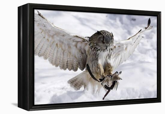Forest, Eagle-Owl, Bubo Bubo, Flight, Snow, Landing, Winters, Series, Wilderness, Wildlife-Ronald Wittek-Framed Premier Image Canvas