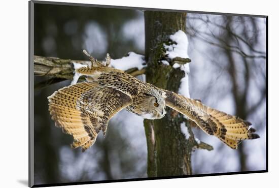 Forest, Eagle-Owl, Bubo Bubo, Flight, Winters, Series, Wilderness, Wildlife, Wildlife, Animal-Ronald Wittek-Mounted Photographic Print