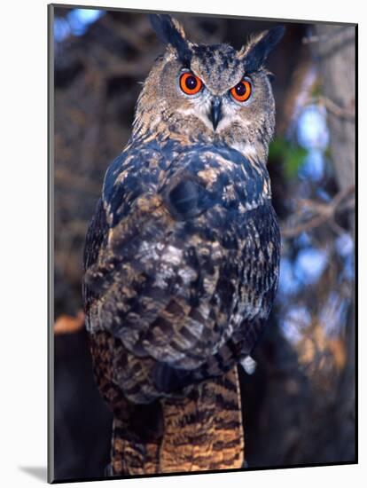 Forest Eagle Owl, Native to Eurasia-David Northcott-Mounted Photographic Print