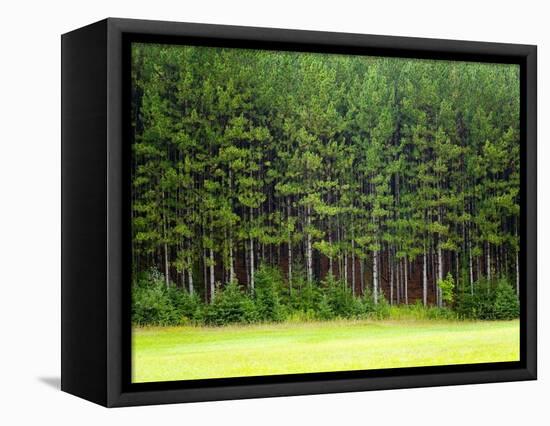 Forest Edge-Jim Craigmyle-Framed Premier Image Canvas