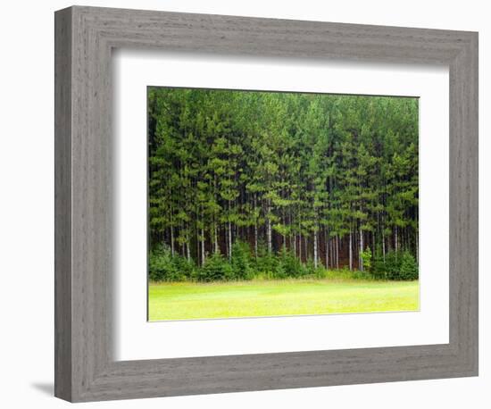 Forest Edge-Jim Craigmyle-Framed Premium Photographic Print