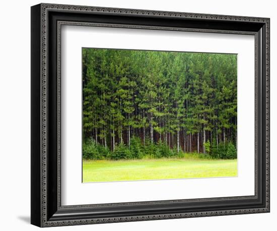 Forest Edge-Jim Craigmyle-Framed Premium Photographic Print