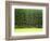 Forest Edge-Jim Craigmyle-Framed Photographic Print