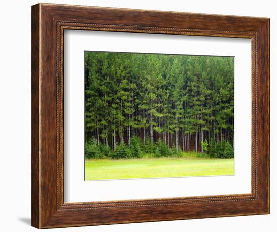 Forest Edge-Jim Craigmyle-Framed Photographic Print