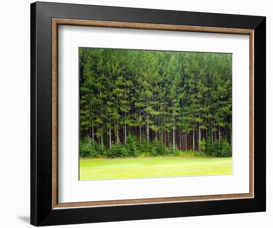 Forest Edge-Jim Craigmyle-Framed Photographic Print