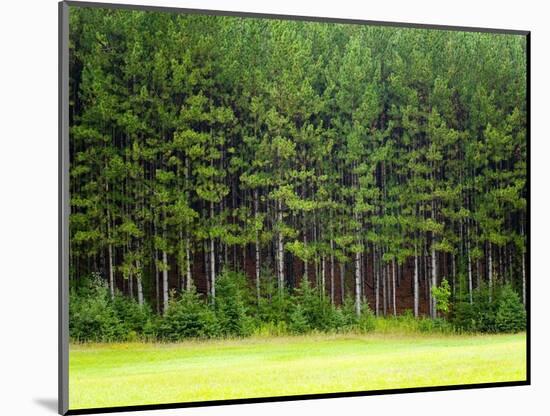 Forest Edge-Jim Craigmyle-Mounted Photographic Print