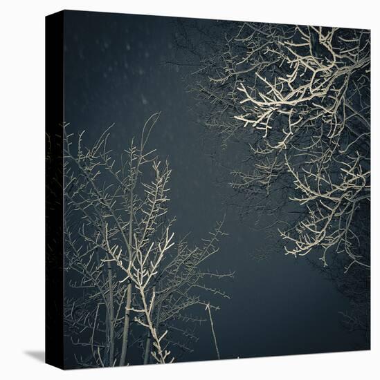 Forest Edges-Andrew Geiger-Framed Stretched Canvas