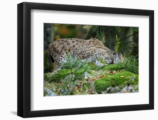 Forest, Eurasian Lynx, Lynx Lynx, Mother and Cub, Eye Contact-Ronald Wittek-Framed Photographic Print