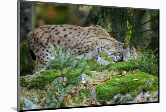 Forest, Eurasian Lynx, Lynx Lynx, Mother and Cub, Eye Contact-Ronald Wittek-Mounted Photographic Print