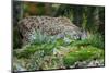 Forest, Eurasian Lynx, Lynx Lynx, Mother and Cub, Eye Contact-Ronald Wittek-Mounted Photographic Print